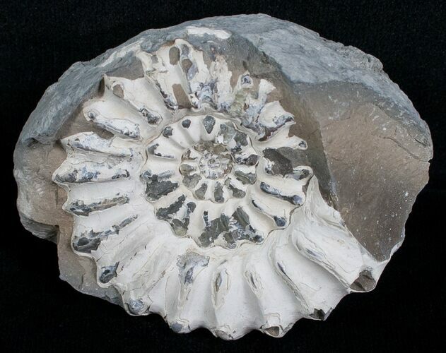 White Pleuroceras Ammonite - Germany #6154